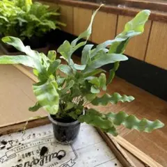 うめはる様 リクエスト 2点 まとめ商品