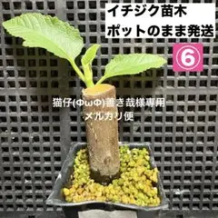 2026年最新】いちじく穂木の人気アイテム - メルカリ