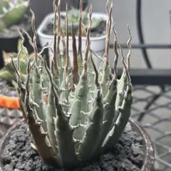 専用ページ はなはなはなこ様 予約済み