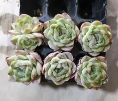 kojiguriririri様 リクエスト 2点 まとめ商品