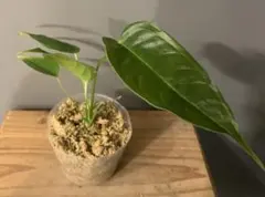 2025年最新】アンスリウム ベイチーの人気アイテム - メルカリ