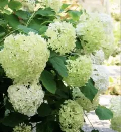 アジサイ　アナベル　白　抜き苗