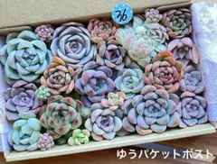36 多肉植物　多肉弁当　詰め合わせ　寄せ植え　セット　カット苗　韓国苗　セダム