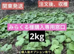 商品名ふき(みらくる様購入専用窓口)