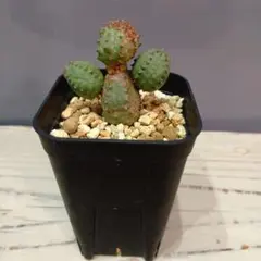 2026年最新】オベサブロウの人気アイテム - メルカリ