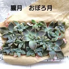 2026年最新】多肉植物 朧月の人気アイテム - メルカリ