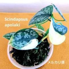 2026年最新】スキンダプサス アポラキの人気アイテム - メルカリ