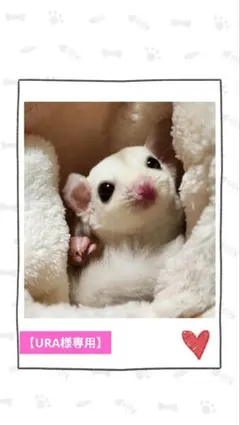 【URA様専用】モモンガポーチ