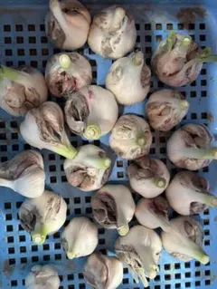 【初物】香川県産　生にんにく　割れあり　10kg 初物】香川県産 生にんにく 割れあり 10kg - メルカリ