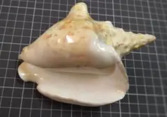 2026年最新】ソデガイの人気アイテム - メルカリ