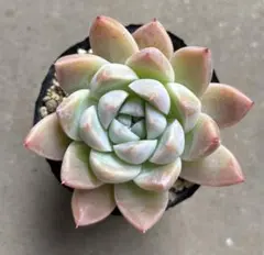 cochan様 リクエスト 3点 まとめ商品