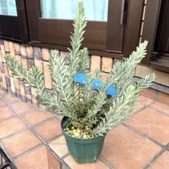 2026年最新】アカシアブルーブッシュの人気アイテム - メルカリ