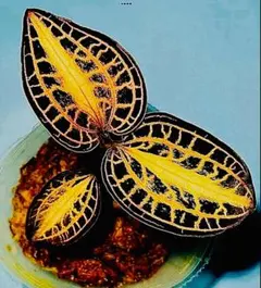 ジュエルオーキッドミニテラセールアノエクト　アルボリニアータス‘ユウリ‘のサムネイル