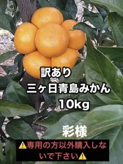 ★彩様★訳あり三ヶ日青島みかん 10kg