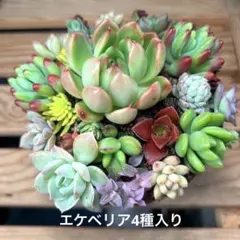 たま様 リクエスト 2点 まとめ商品