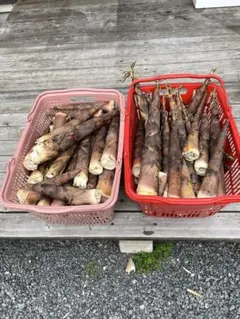 かのん様専用　破竹約10キロ