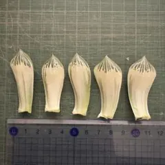 2025年最新】ハオルチア 白蛇伝の人気アイテム - メルカリ