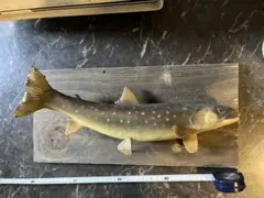 魚　尺イワナ　剥製 イワナ＆ヤマメはく製 #魚類剥製 #オガワアート #小川貴光 #魚人