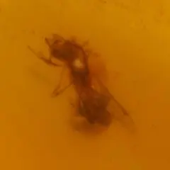 LA252虫入り琥珀化石 ミャンマー カムティかタナイ産 9900万年前