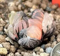 微根発根済‼️極上班‼️多肉植物 ハオルチア オブツーサ錦 水中月錦 抜き苗１９