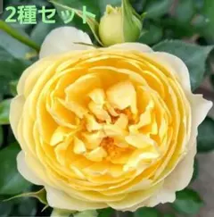 イエロー薔薇苗　&　ハゴロモジャスミン苗　2種セット