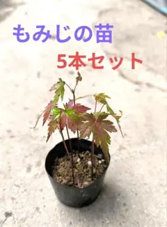 今春発芽のもみじ苗 ミニ盆栽、苔玉素材 5 本セット M38のサムネイル