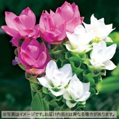 クルクマ　ロータスMIX　2球のサムネイル