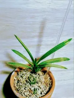 2025年最新】富貴蘭 本の人気アイテム - メルカリ