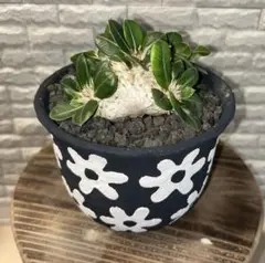 未使用 left botanical×Soil skills designコラボ 2025年最新】left botanicalの人気アイテム - メルカリ