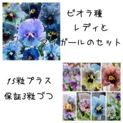 ビオラレディとマイガールのセット♡ １５粒プラス保証3粒づつのサムネイル