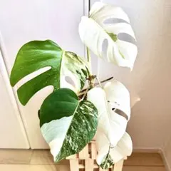 【3B】3株寄せ植え モンステラ 斑入り ボルシギアナ 高さ57cm 3B】3株 寄せ植え モンステラ 斑入り ボルシギアナ 高さ57cm - メルカリ