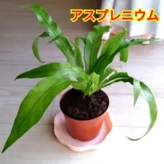 2026年最新】アスプレニウムの人気アイテム - メルカリ