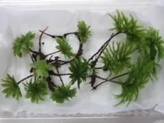 コウヤノマンネングサ5本とカサゴケ8本のセットのサムネイル