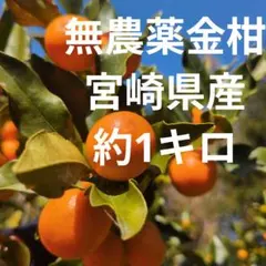 無農薬　金柑　宮崎県　産約1キロ