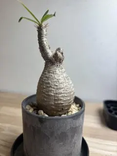 2025年最新】ブーファン ディスティチャの人気アイテム - メルカリ