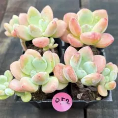 NEW❗️746多肉植物 エケベリア ロココ 抜き苗 寄せ植え 4苗セット