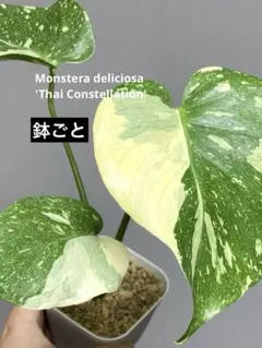 みほ⭐️未使用品はお値引き不可⭐️ モンステラデリシオーサ の検討 2025年最新】モンステラデリシオーサの人気アイテム - メルカリ