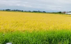 令和7年宮城県産「つや姫」精米1.5キロ(10合) 送料サービス　農家直送のサムネイル