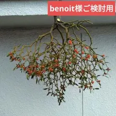 benoit・.＊様 リクエスト 2点 まとめ商品