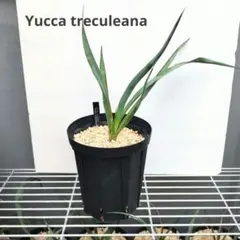 ユッカ トレクレアーナ 実生 01 Yucca treculeanaのサムネイル