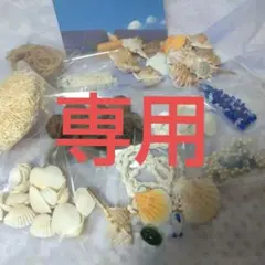 天然貝殻セット ハンドメイド素材