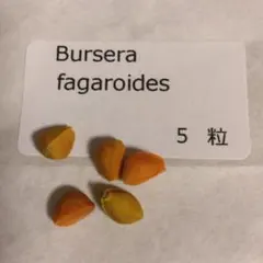 ブルセラ・ファガロイデス 種子10粒 Bursera fagaroidesのサムネイル