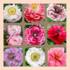 まりも様 リクエスト 4点 まとめ商品