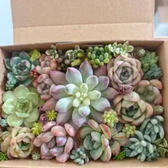 ☆速達付き☆♡そのまま飾れる♡ミニコンテナ缶♬多肉植物寄せ植え