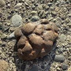 アメリカの草食恐竜の巨大な糞化石　/ティラノサウルス　トリケラトプス　自由研究 アメリカの草食恐竜の巨大な糞化石 /ティラノサウルス トリケラトプス