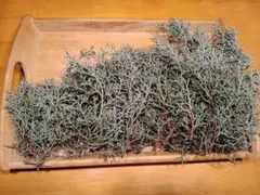 コニファーブルーアイス カット枝C★リースやスワッグの材料に！