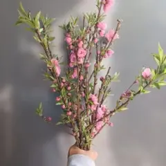 桃の花 八重咲き 生花 10本 送料無料