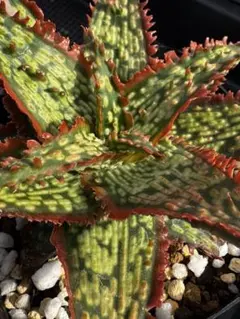 2025年最新】アロエHYBの人気アイテム - メルカリ