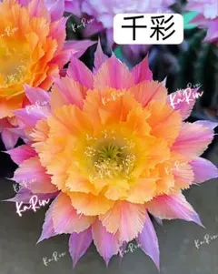 68-魔法 新品種 花サボテン エキノプシス属 羽毛咲 カキコ - メルカリ