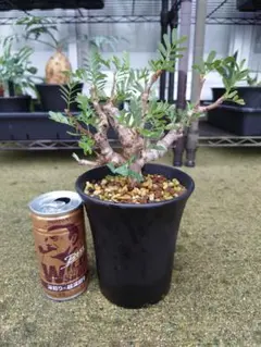 早い者勝ち】センナメリディオナリス ボコ肌 良株！ - メルカリ